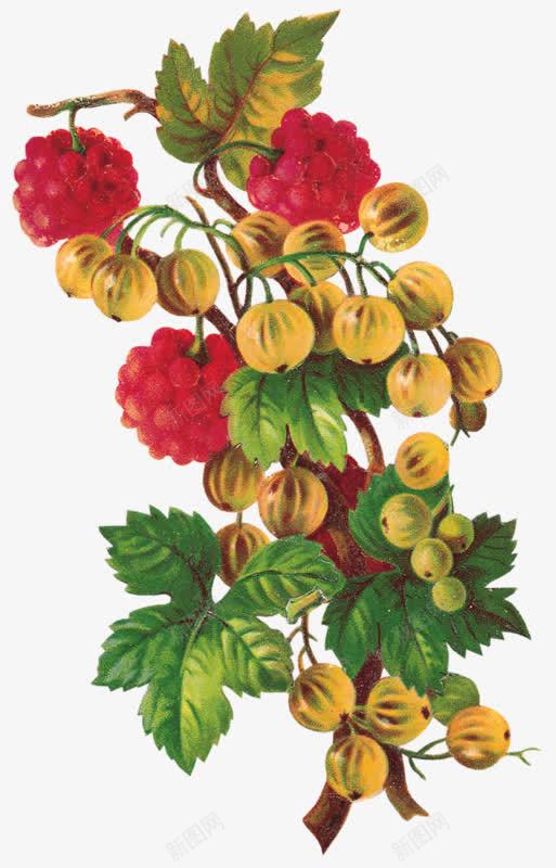 油画桑葚png免抠素材_新图网 https://ixintu.com 桑葚 水果 油画 红色