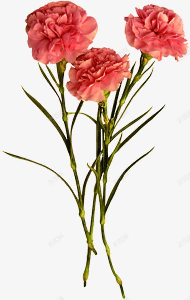 红色鲜花花朵康乃馨花束png免抠素材_新图网 https://ixintu.com 康乃馨 红色 花朵 花束 鲜花