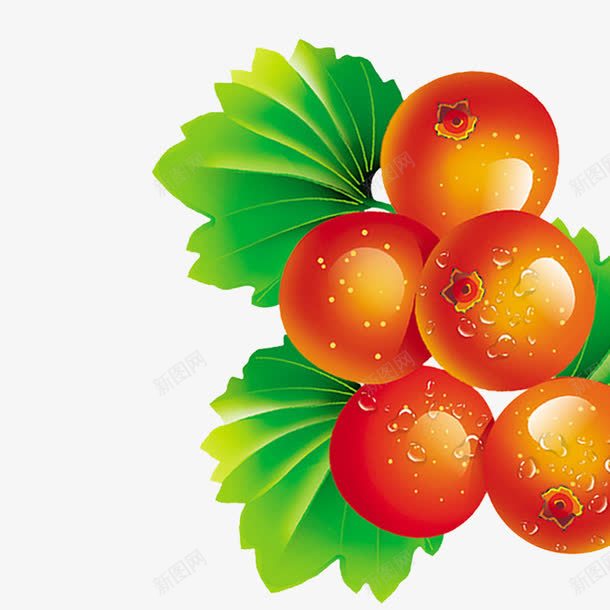 红山楂手绘png免抠素材_新图网 https://ixintu.com 山楂 手绘 水灵 红色 美食
