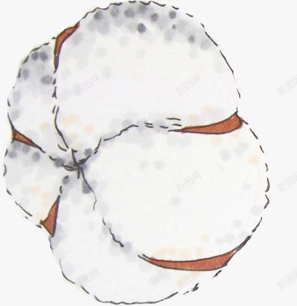 手绘棉花插画装饰图png免抠素材_新图网 https://ixintu.com 免抠 手绘画 效果 棉花 棉花插画 装饰图 装饰画
