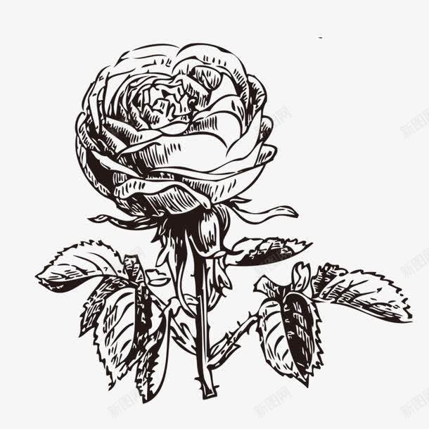 玫瑰花素描png免抠素材_新图网 https://ixintu.com png图形 png装饰 手绘 玫瑰纹身 素描 绿叶 花朵 装饰