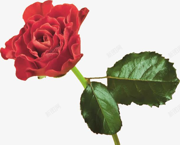 一朵月季png免抠素材_新图网 https://ixintu.com 月季花 植物 红色 绿叶 花朵 高清