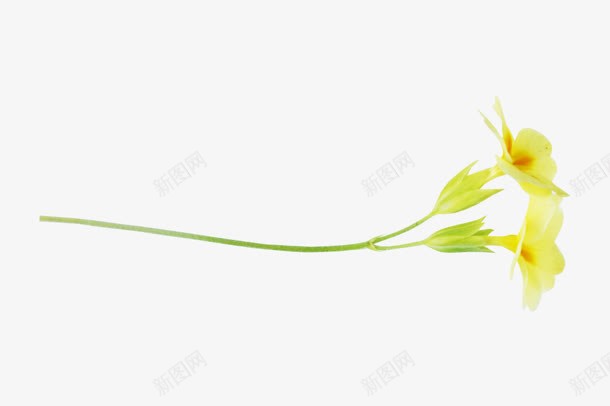 黄色小花朵两朵黄花png免抠素材_新图网 https://ixintu.com 两朵 花朵 黄色 黄花
