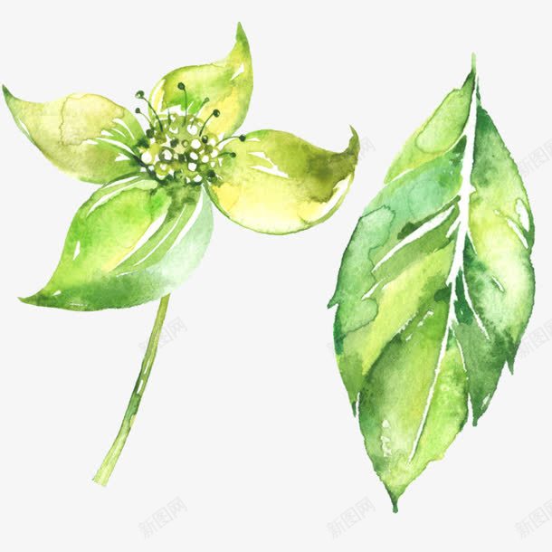 水草花朵叶子png免抠素材_新图网 https://ixintu.com 叶子 水草 花朵