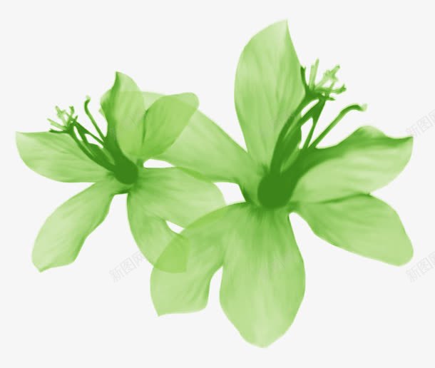 清新绿色树叶花朵png免抠素材_新图网 https://ixintu.com 树叶 清新 绿色 花朵