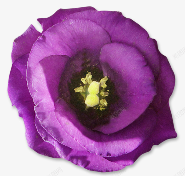 紫玫瑰开花花蕊png免抠素材_新图网 https://ixintu.com 免抠PNG 开花 春天相关 玫瑰花 紫玫瑰 紫色花
