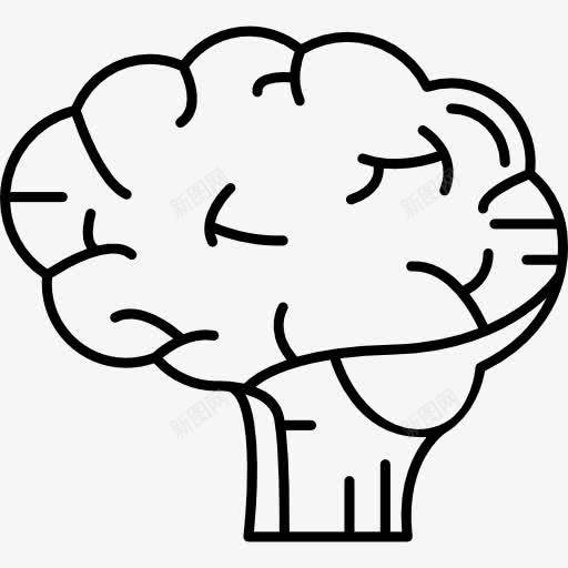 人类的大脑图标png_新图网 https://ixintu.com 人体器官 医学 医疗 解剖 部位