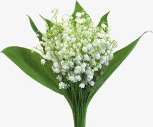 白花绿叶透明背景png免抠素材_新图网 https://ixintu.com 白花 绿叶 背景 透明