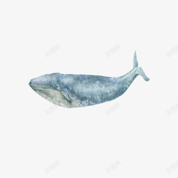 海洋鲸鱼png免抠素材_新图网 https://ixintu.com 动物 海洋 海洋生物 鲸鱼