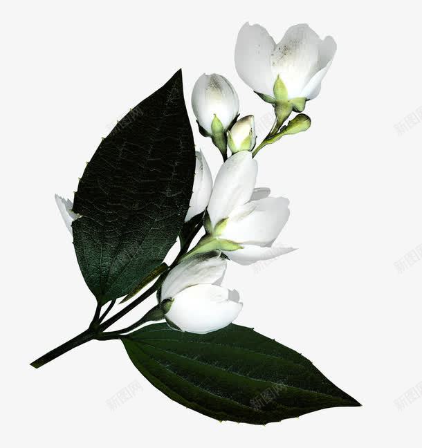 白花绿叶枝图png免抠素材_新图网 https://ixintu.com 白花 白花绿叶 绿叶 自然