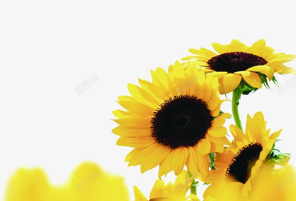 黄色夏日唯美向日葵花朵png免抠素材_新图网 https://ixintu.com 向日葵 夏日 花朵 黄色