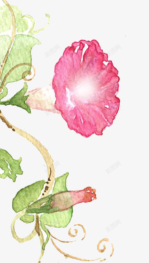 粉色牵牛花png免抠素材_新图网 https://ixintu.com 植物 牵牛花 粉红色 绿叶