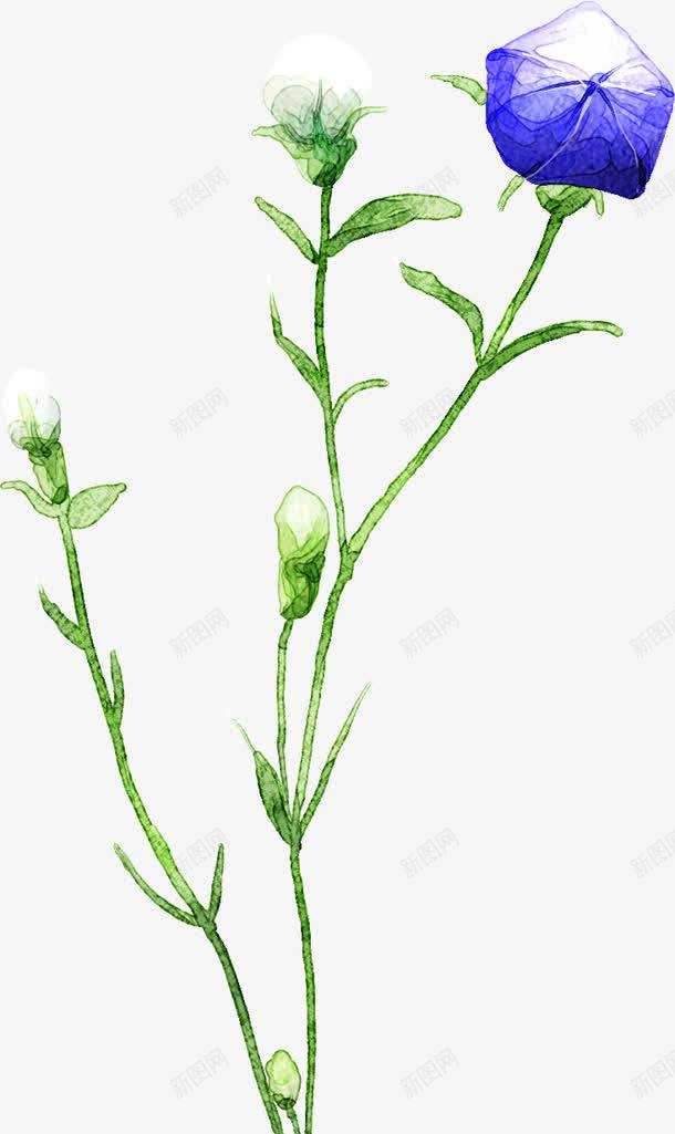 手绘蓝色牵牛花花苞装饰png免抠素材_新图网 https://ixintu.com 牵牛 花苞 蓝色 装饰