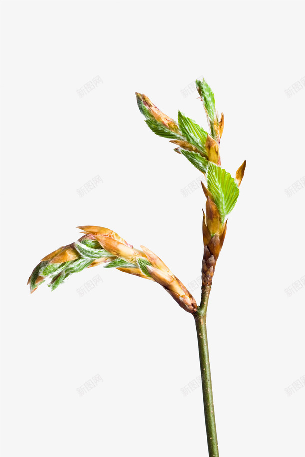 植物新芽png免抠素材_新图网 https://ixintu.com 叶子 叶芽 大自然 嫩芽 新芽 枝丫 树叶 植物 绿色