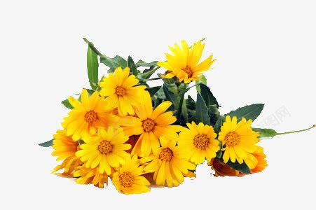 葵花背景png免抠素材_新图网 https://ixintu.com 向日葵 背景 装饰