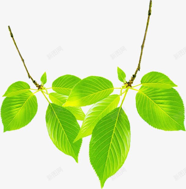 手绘草本植物质感树叶png免抠素材_新图网 https://ixintu.com 树叶 草本植物 质感