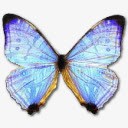 大闪蝶Sulkowski珍珠大闪蝶图标png_新图网 https://ixintu.com animal butterfly morpho pearl sulkowski 动物 大闪蝶 珍珠 蝴蝶