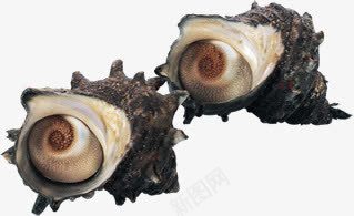 海洋生物海参png免抠素材_新图网 https://ixintu.com 海参 海洋 生物
