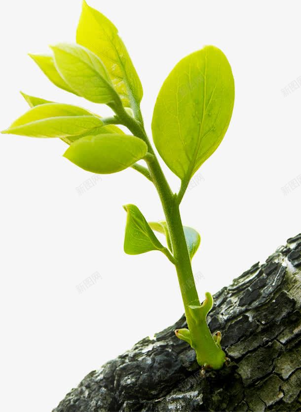 树上长着一颗嫩芽png免抠素材_新图网 https://ixintu.com 嫩芽 绿色