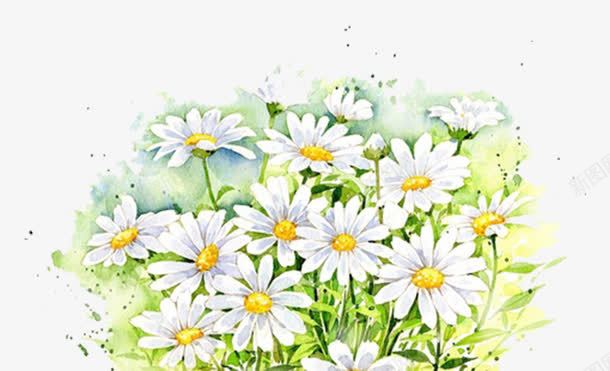 白色花朵png免抠素材_新图网 https://ixintu.com 太阳花 植物 白色 黄蕊