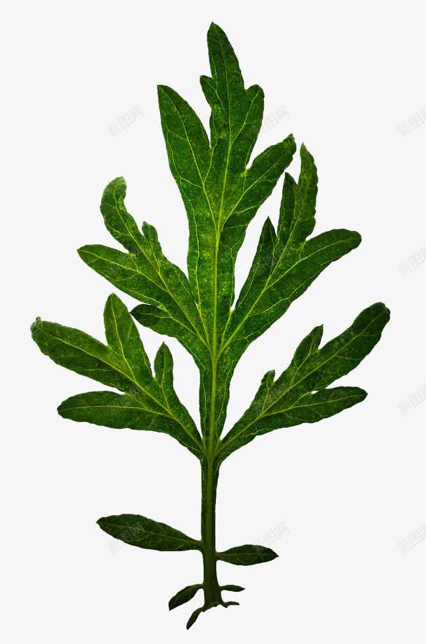 绿色长叶植物标本png免抠素材_新图网 https://ixintu.com 标本 植物 素材 绿色