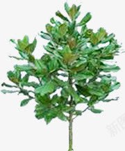 绿化植物美景png免抠素材_新图网 https://ixintu.com 植物 绿化 美景 设计
