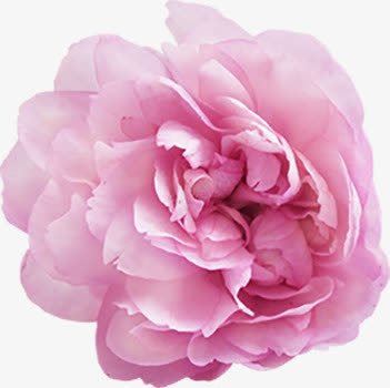 粉花装饰png免抠素材_新图网 https://ixintu.com 唯美花卉 花卉 花朵 野花