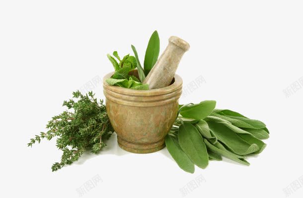 草药药植物中药png免抠素材_新图网 https://ixintu.com 中药 植物 草药 药