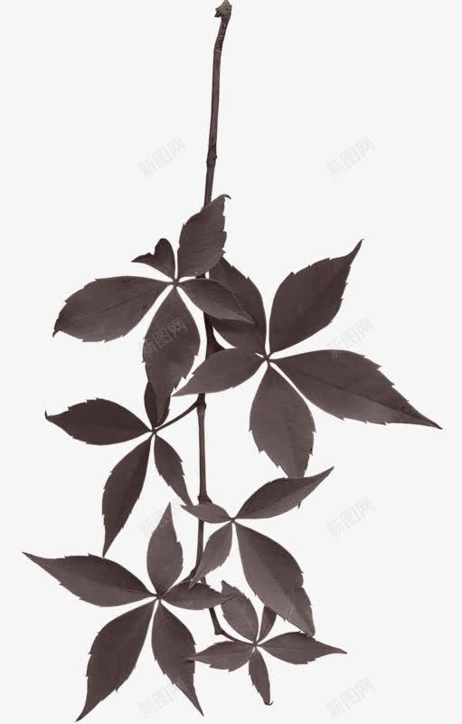 手绘树叶png免抠素材_新图网 https://ixintu.com 手绘 树叶 植物 深色