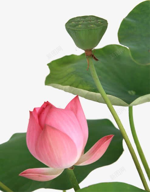 荷花花朵花卉png免抠素材_新图网 https://ixintu.com 小花 小草 植物 花 花儿 花卉 花朵 花瓣 花蕊 荷花