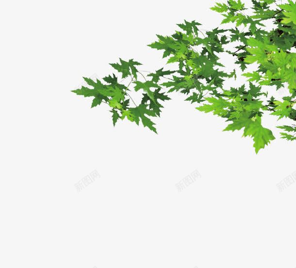 绿叶边框png免抠素材_新图网 https://ixintu.com 叶子 源文件 绿色