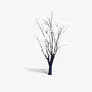 冬季枯树雪梢png免抠素材_新图网 https://ixintu.com 冬季 枯树 雪梢
