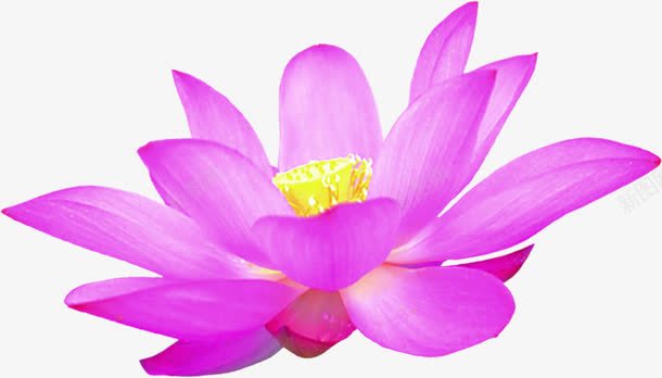扁平手绘紫色的荷花效果png免抠素材_新图网 https://ixintu.com 扁平 效果 紫色 荷花