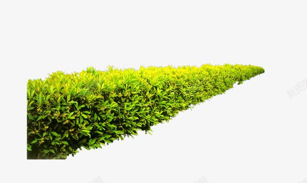 绿色植物树丛png免抠素材_新图网 https://ixintu.com 树丛 植物 绿色