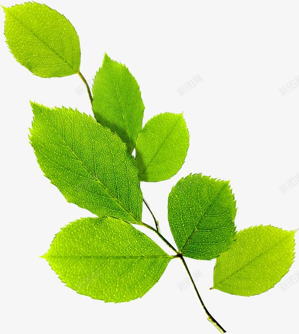 黄绿色清新女鞋植物树枝png免抠素材_新图网 https://ixintu.com 树枝 植物 清新 黄绿色