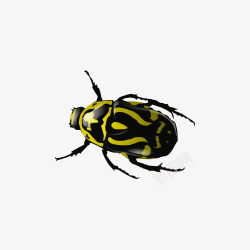 黄黑甲虫素材