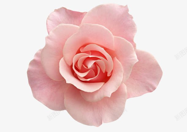 粉色花朵晰png免抠素材_新图网 https://ixintu.com 清晰 粉色 素材 花朵