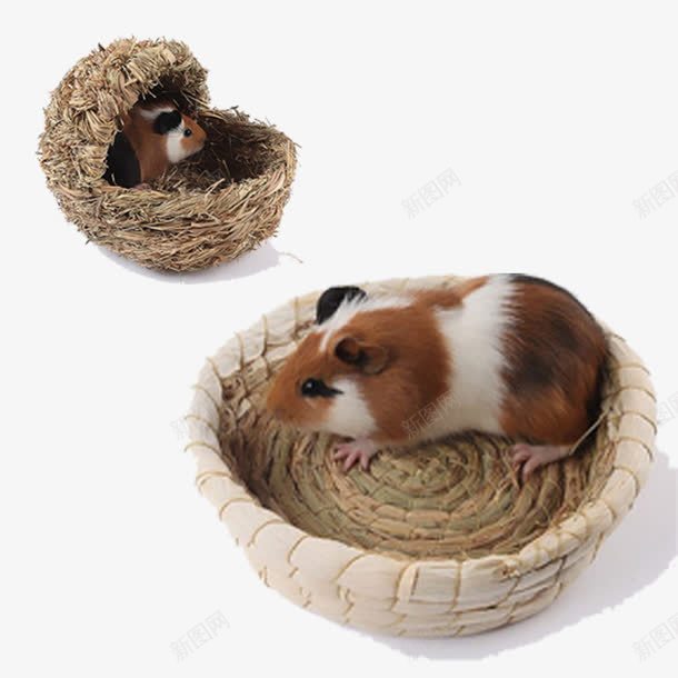 编织草窝中的荷兰猪png免抠素材_新图网 https://ixintu.com 编织 草窝 荷兰猪 趴着