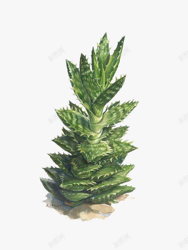 一株芦荟png免抠素材_新图网 https://ixintu.com 图鉴 手绘 插画 植物 绿色 芦荟