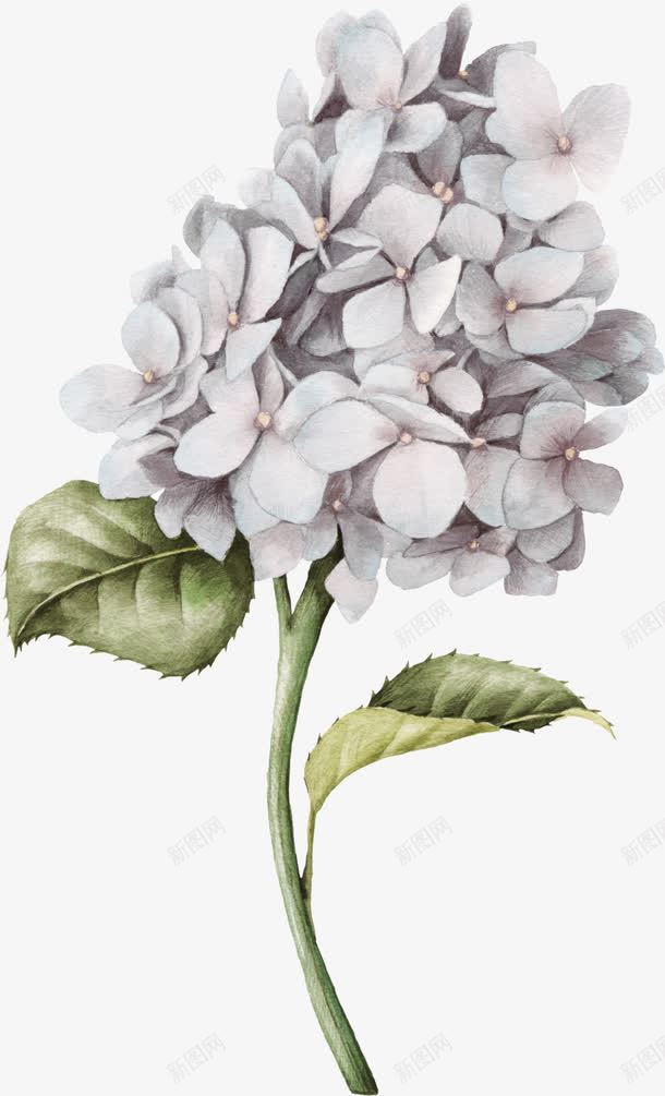 一簇粉嫩花朵png免抠素材_新图网 https://ixintu.com 一束花 手绘花 白色的花 花朵