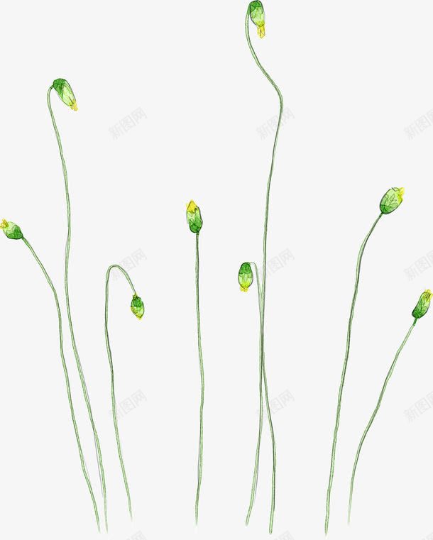 黄花黄色花朵png免抠素材_新图网 https://ixintu.com 图片 花朵 黄色 黄花