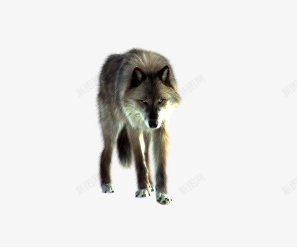 深灰色凶猛狼png免抠素材_新图网 https://ixintu.com 凶猛 动物 实物 狼 行走