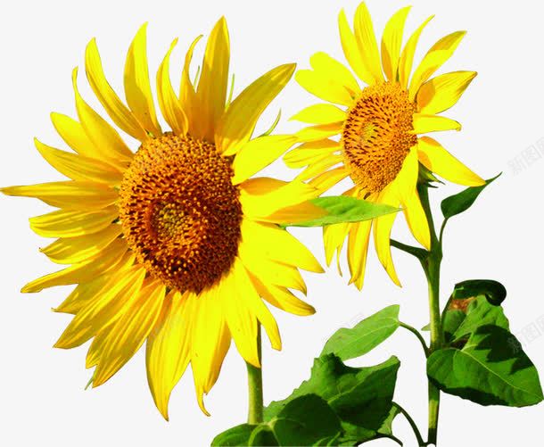 黄色新鲜鲜花向日葵花朵png免抠素材_新图网 https://ixintu.com 向日葵 新鲜 花朵 鲜花 黄色