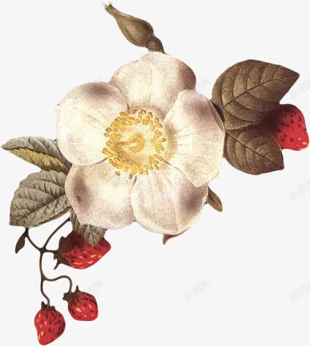 深色的黄色花蕊花朵png免抠素材_新图网 https://ixintu.com 深色 花朵 花蕊 黄色
