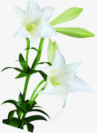 植物花朵绿叶白花png免抠素材_新图网 https://ixintu.com 植物 白花 绿叶 花朵
