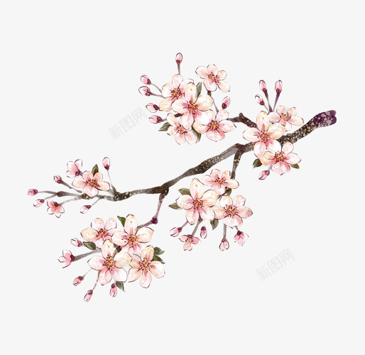 中国画手绘粉色桃花花瓣png免抠素材_新图网 https://ixintu.com 中国画桃花 手绘桃花 手绘桃花瓣 桃花 桃花花瓣 粉色桃花 花瓣