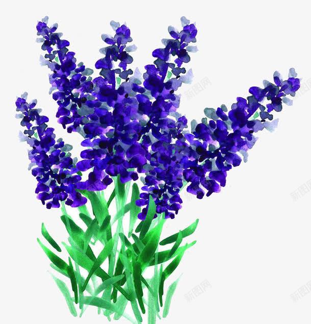 一束卡通手绘薰衣草png免抠素材_新图网 https://ixintu.com 卡通 手绘 素材 薰衣草 薰衣草花海