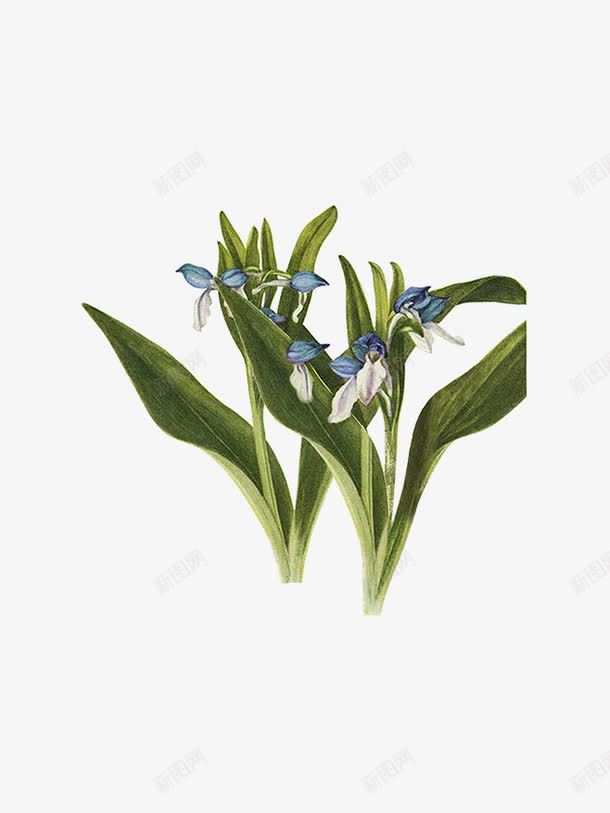 蓝花绿色植物png免抠素材_新图网 https://ixintu.com 植物 绿色 花朵 蓝色