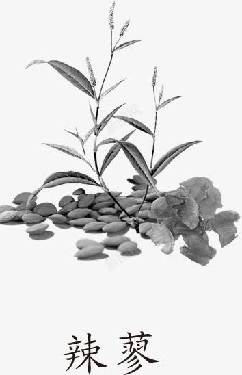 辣廖png免抠素材_新图网 https://ixintu.com 中医 中药 中药材 医术 医疗医药 药材 辣廖