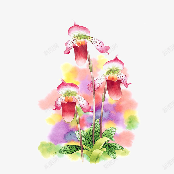 手绘吊钟花png免抠素材_新图网 https://ixintu.com 吊钟花 手绘 花儿 花朵 鲜花